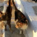 Mykonos Katzen (108)